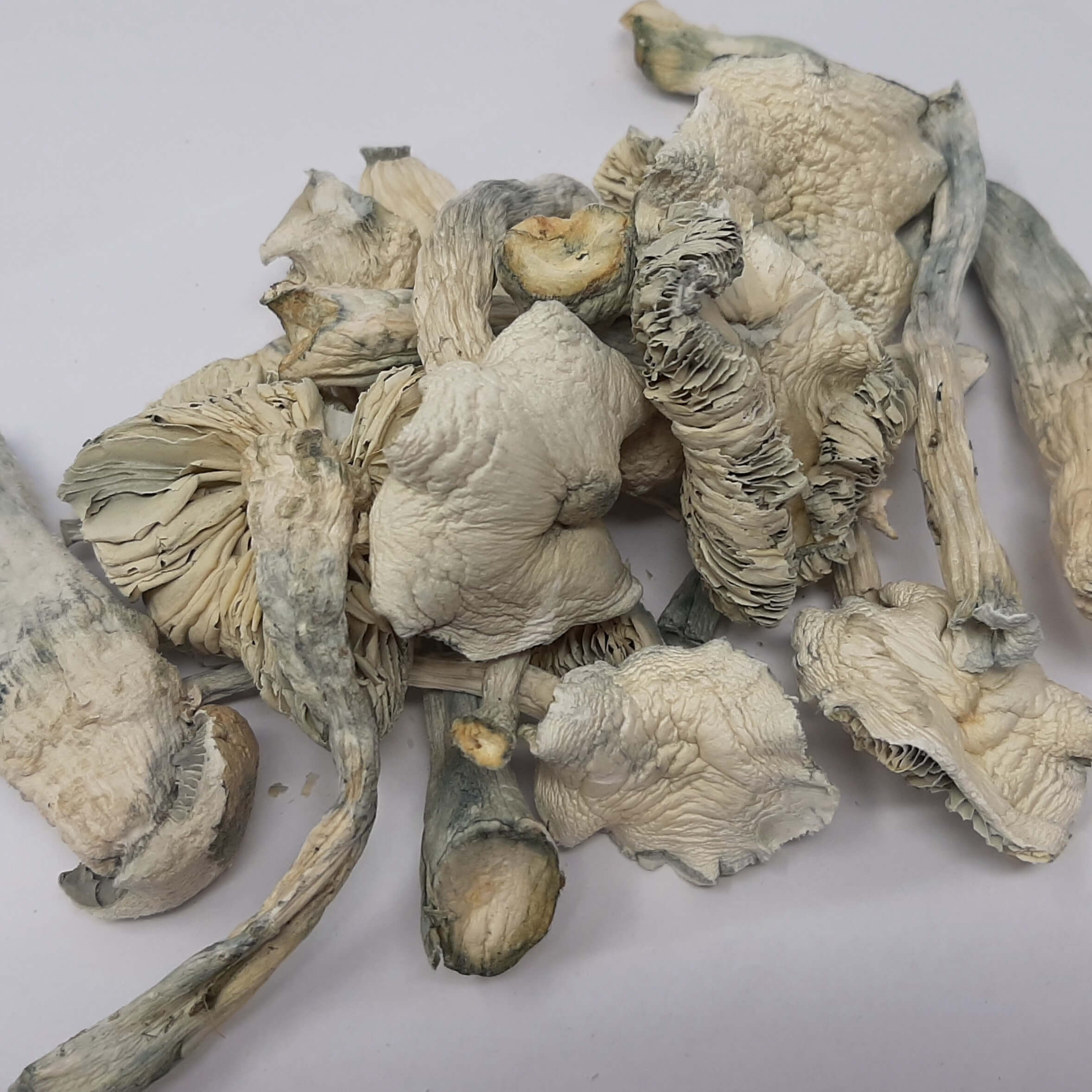 Buy Avery Albino Cubensis mushrooms online? You're in the right place. Known for their striking appearance, potent effects, and unique psychedelic profile, Avery Albino mushrooms