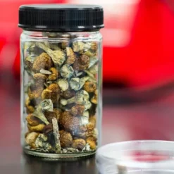 African Transkei Magic Mushrooms, a rare gem from the wild landscapes of South Africa. Known for their energetic effects and powerful visual stimulation