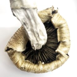 Buy Lizard King Mushrooms – Lizard King Psilocybe Cubensis