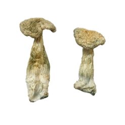 Leucistic Burma strain dried leucistic fungal specimens displaying slender ivory stalks and pale caps