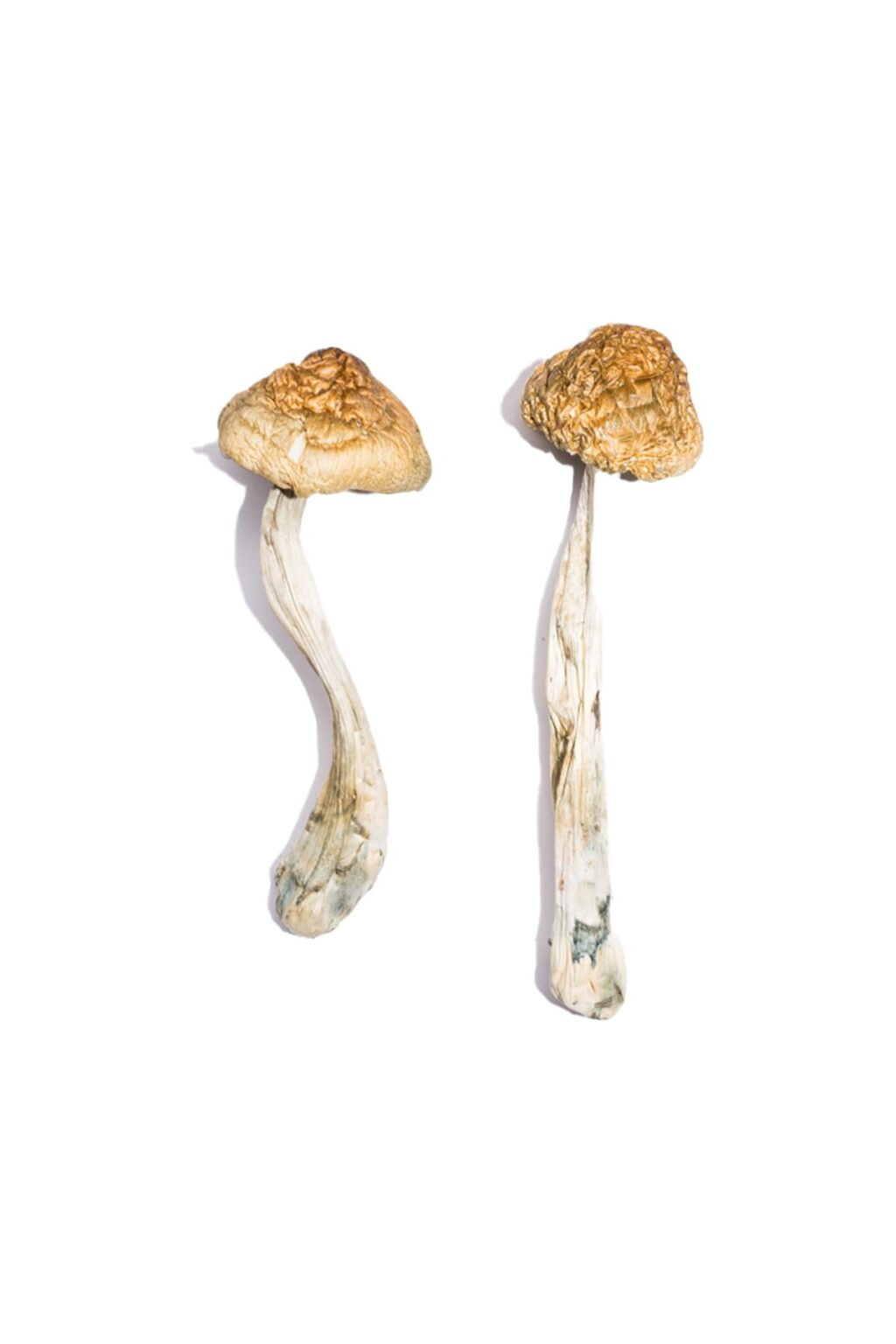 Melmac Homestead Penis Envy strain dried botanical specimens displaying characteristically thick gnarled stalks