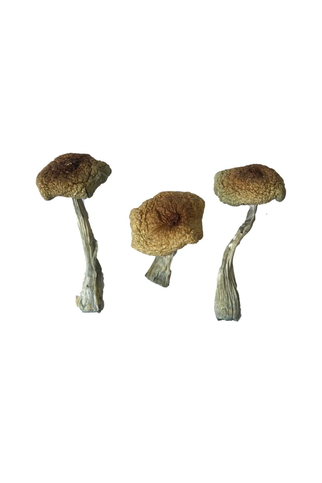 Psilocybe Aztecorum strain dried botanical specimens displaying slender stalks and distinct tan caps