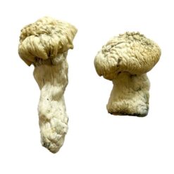 dense creamy white cap structure on a Shakti strain albino fungal specimen